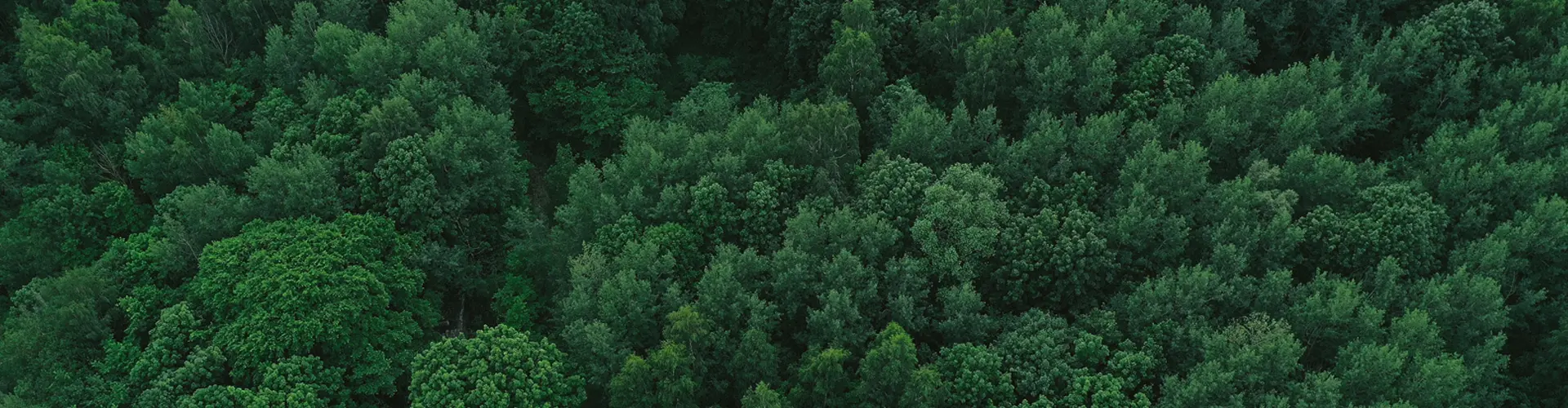 Forest background used to highlight the social responsibility project where 3 saplings will be donated for each website